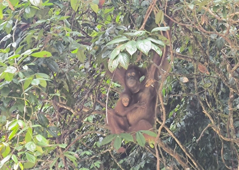 Dua Individu Orangutan yang Dilepasliarkan di TN Betung Kerihun Terpantau Telah Memiliki Bayi