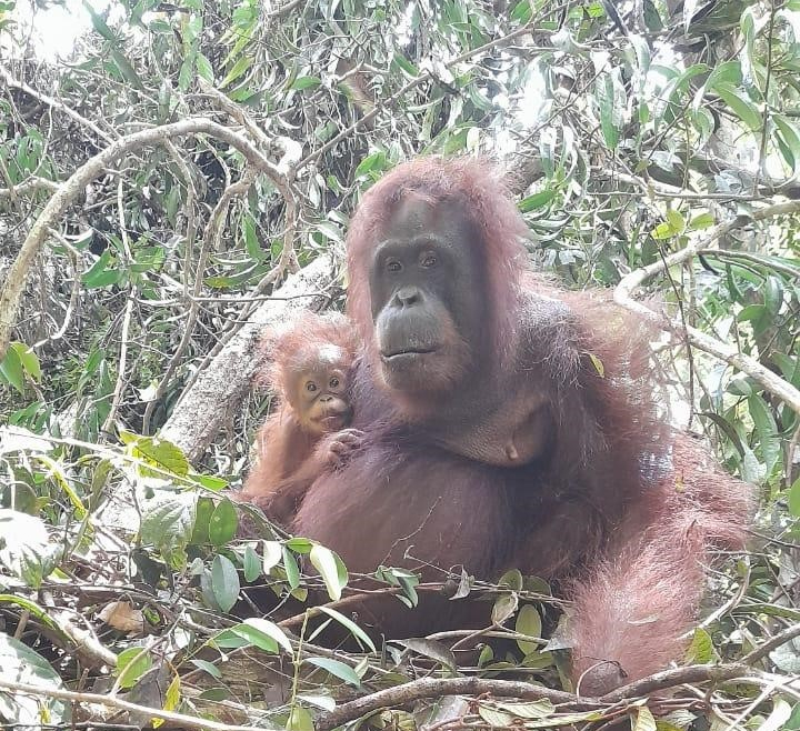 Selamat Datang Ke Dunia Wahai Orangutan Muda