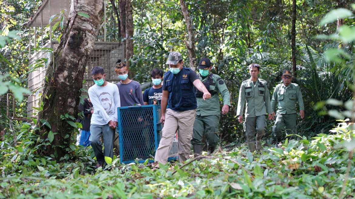 Pelepasliaran Orangutan Tahap-13 di TN Betung Kerihun